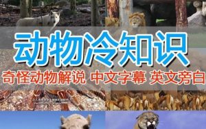 外面卖1699的国外纪录片解说（动物解说、美食、动画片）稳过中视频-资源云