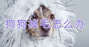 宠物训练 训狗教程 Dog Training-资源云