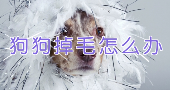 宠物训练 训狗教程 Dog Training-资源云